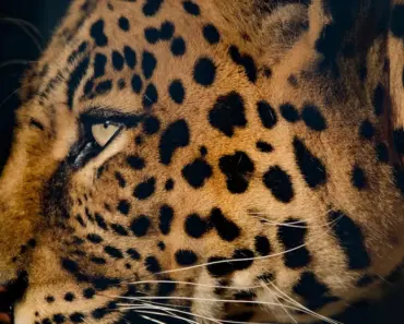 7 Stealthy Azalea Pests to Identify and Treat for a Thriving Garden