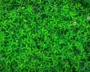 $20 Organic Fix is the Secret to Pest-Free Tomato Plants