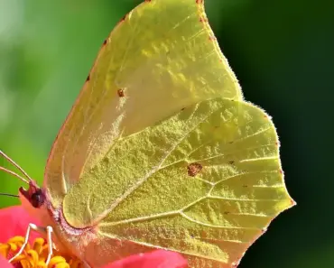 7 Zinnia Varieties That Attract Butterflies and Hummingbirds Like Crazy