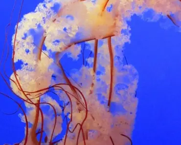 13 Life-Changing Lessons My Body Taught Me Through 13 Surgeries and a Near-Death…