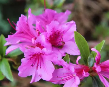Azalea Pest Control: How to Identify and Treat Common Culprits