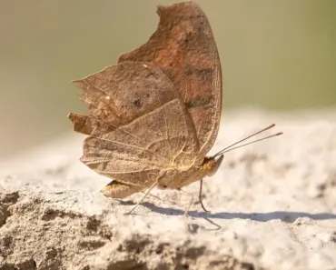 8 Clever DIY Ideas to Make a Small Backyard Feel Bigger