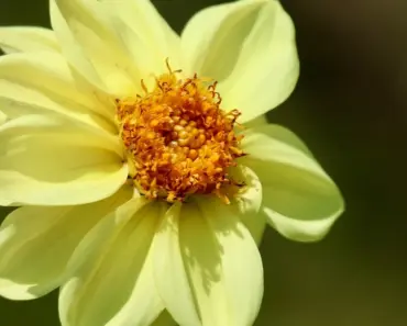 7 Gorgeous Shrubs Every Beginner Gardener Can Grow with Ease