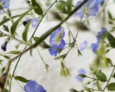 Linda’s Illinois Spring Garden Preview: 7 Must-See Blooms for an Early Start
