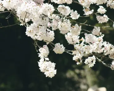 7 Essential April Tasks to Keep Your Jade Plants Thriving This Season