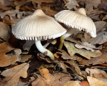 Irina Shayk’s 9 Most Daring Red Carpet Looks Featuring Plain Dresses for Messika