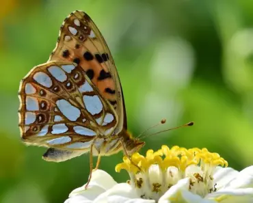7 Zinnias That Butterflies and Hummingbirds Can’t Resist
