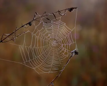 Why I’m Hooked on Lola Blankets: 7 Reasons They Outshine the Rest