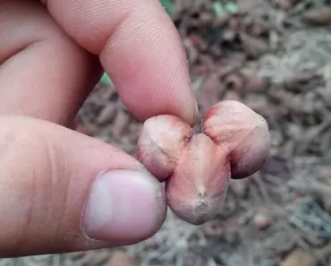 5 Cheap Materials to Fill Large Planters & 1 to Never Use