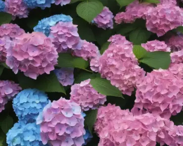 How to Turn Hydrangeas Pink or Blue