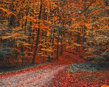 Autumn Decor: Tabletop Stack of Books Free Printable