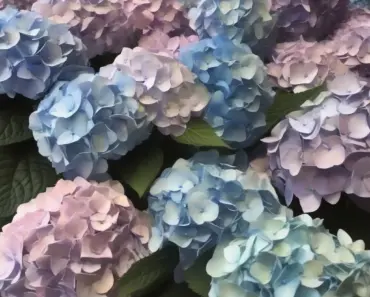 Spray Painted Hydrangeas + Flowers?