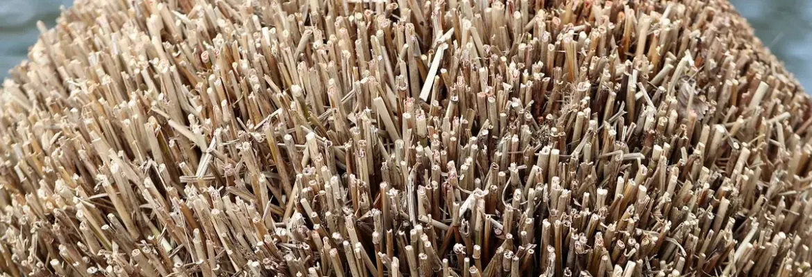7 Steps: The Ultimate Shrub Pruning Guide