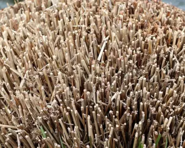 7 Steps: The Ultimate Shrub Pruning Guide