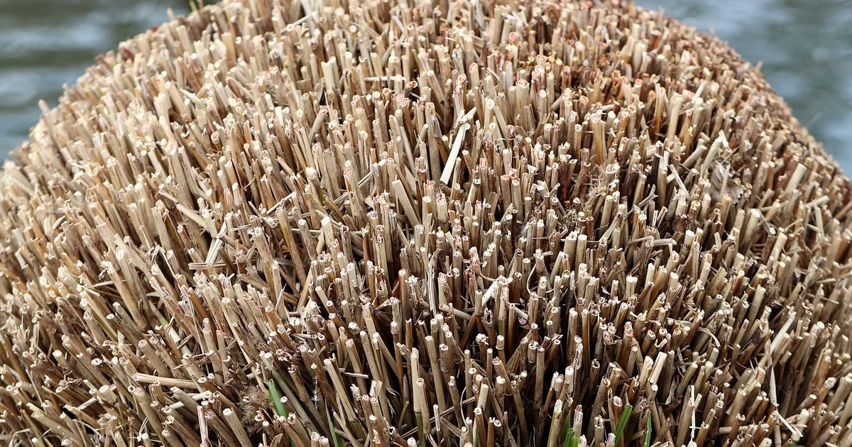 shrub pruning guide