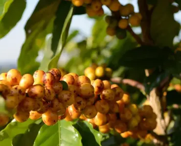 5 Simple Steps to Grow Beans for Beginners