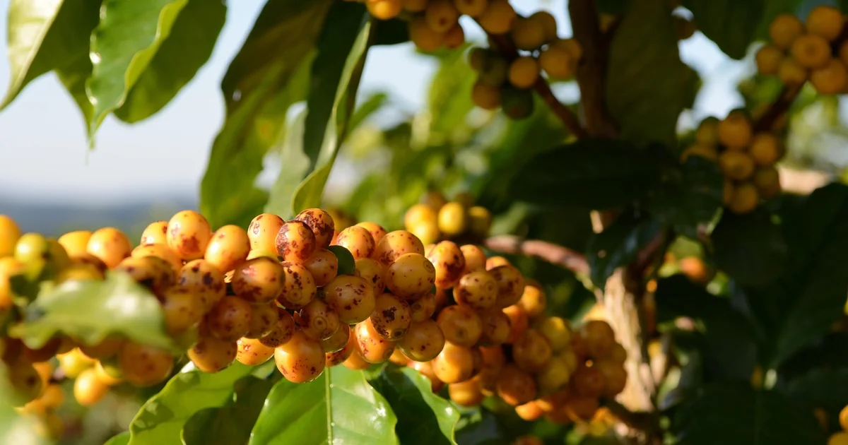 growing beans for beginners