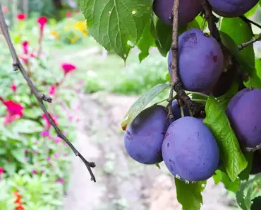 Prune Tomatoes in June to Double Your Harvest
