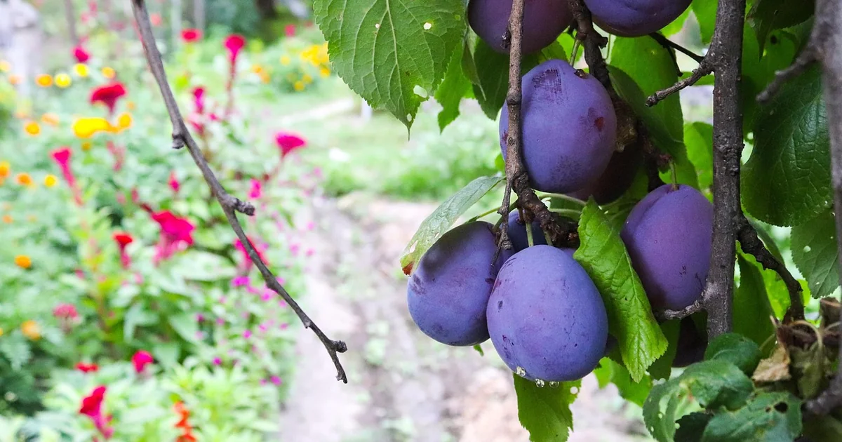 prune tomatoes june