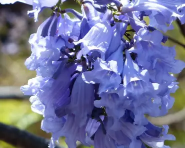 5 Secrets to Grow & Care for a Jacaranda Tree