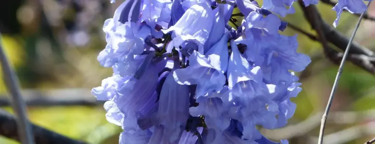 5 Secrets to Grow & Care for a Jacaranda Tree