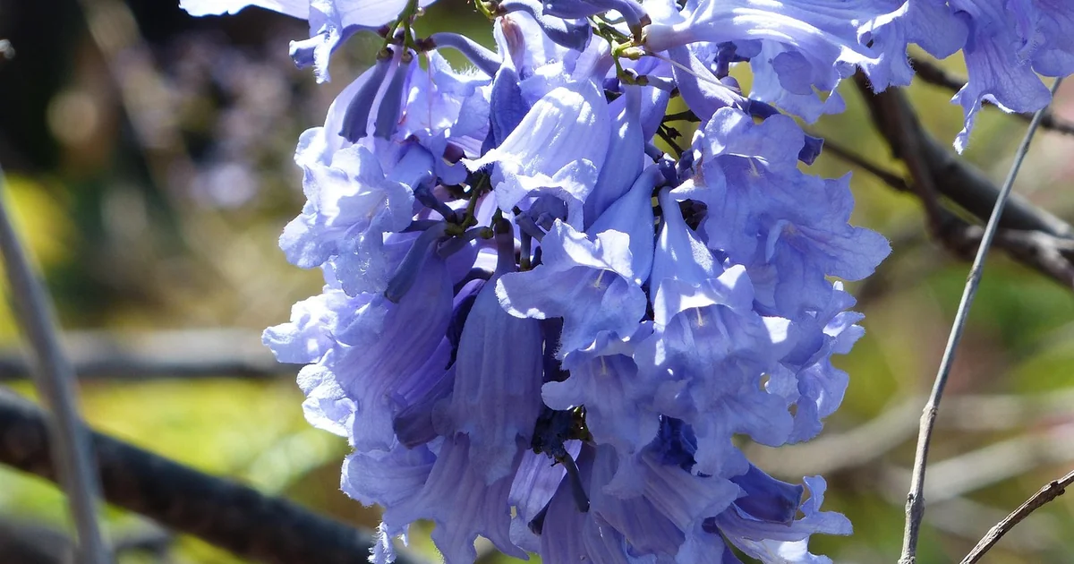 jacaranda tree care