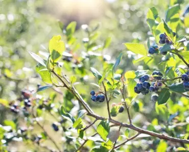 7 Steps to Grow Your Own Food This Summer 7 Steps to Grow Your Own Food This Summer