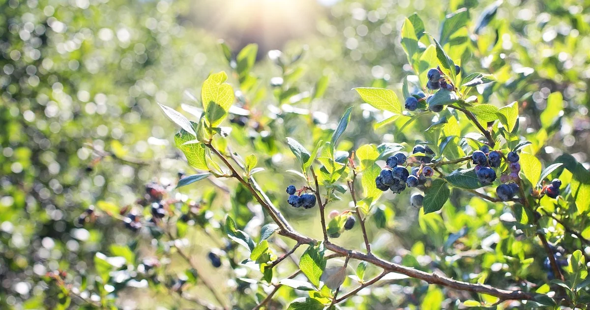 grow food summer