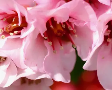 7 Low-Maintenance Shade Perennials That Thrive