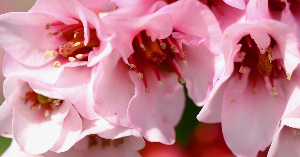 low maintenance shade perennials