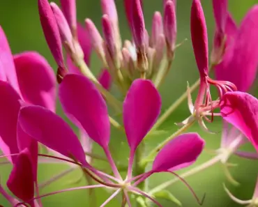 7 Clever Tips to Grow & Care for Cleome Spider Flowers