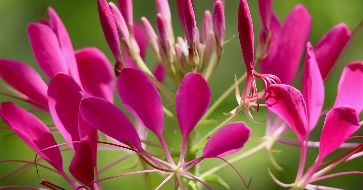cleome spider flower care