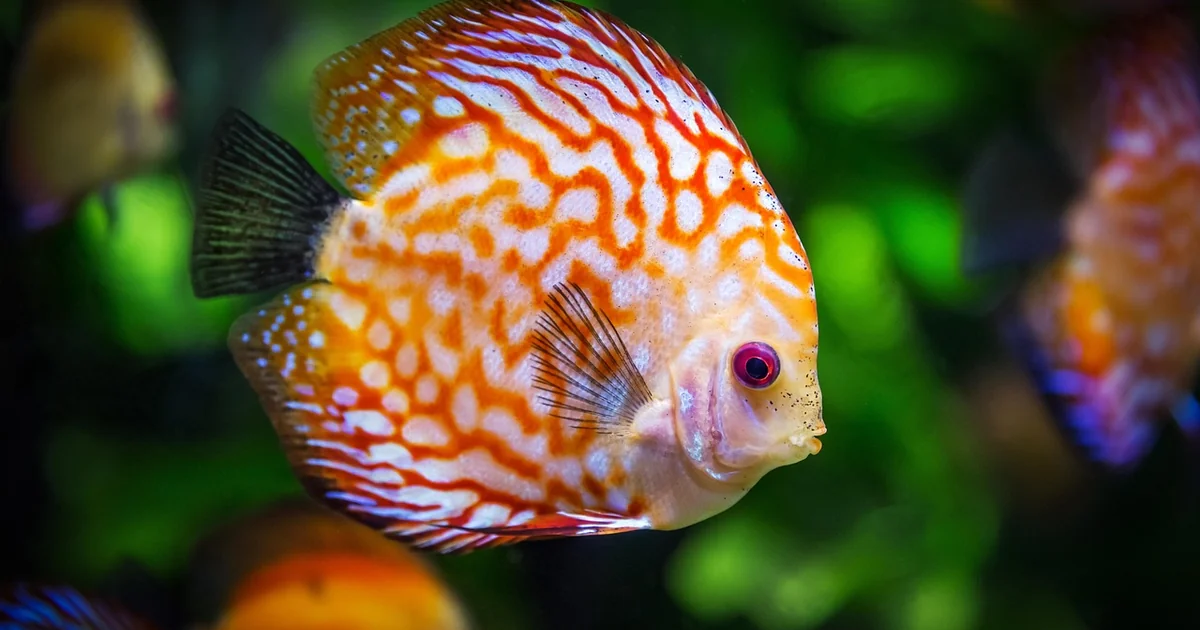 best aquatic fragrances