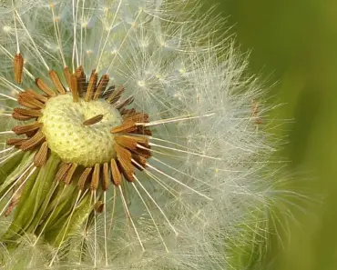 7 Easiest Flowers to Grow From Seed