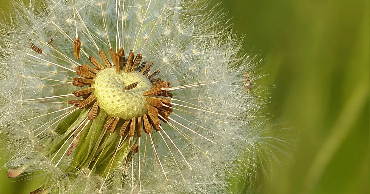 easiest flowers from seed
