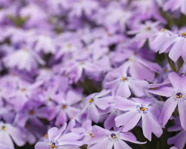 7 Best Groundcovers That Prevent Weeds from Popping Up 7 Best Groundcovers That Prevent Weeds from Popping Up