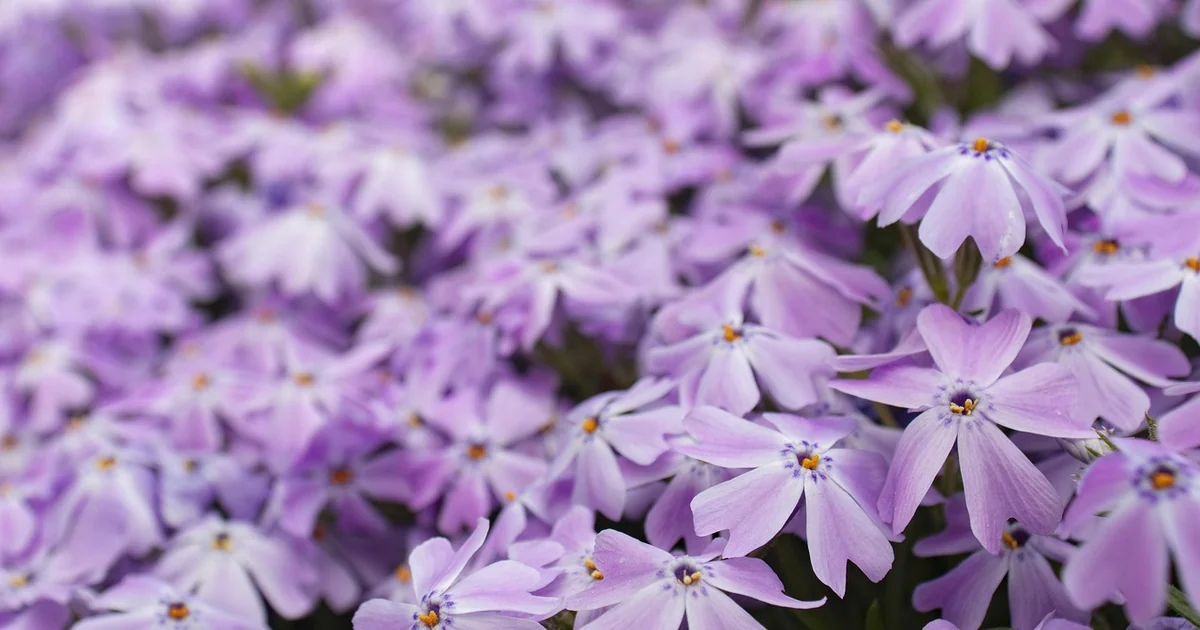 groundcovers prevent weeds
