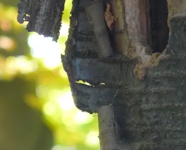 9 Easy Ways to Stop Woodpeckers & Protect Birds 9 Easy Ways to Stop Woodpeckers & Protect Birds