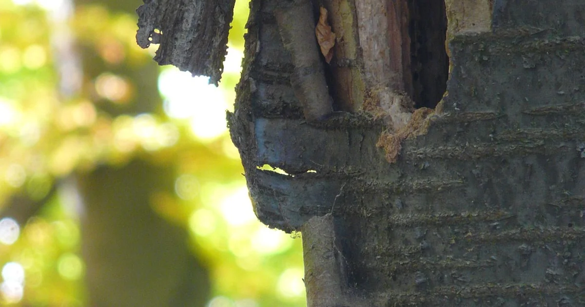 stop woodpecker damage