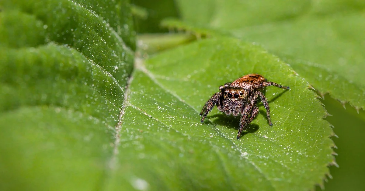 5 Natural Pest Control Hacks to Save Your Garden
