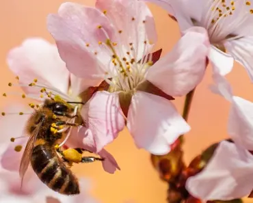 7 Safe Steps to Get Rid of Ground Bees 7 Safe Steps to Get Rid of Ground Bees