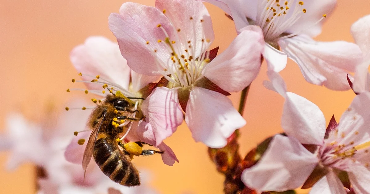 ground bee removal