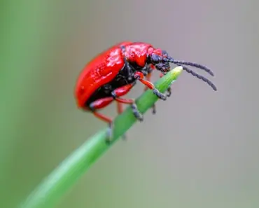 7 Natural Pest Control Hacks That Save Your Garden