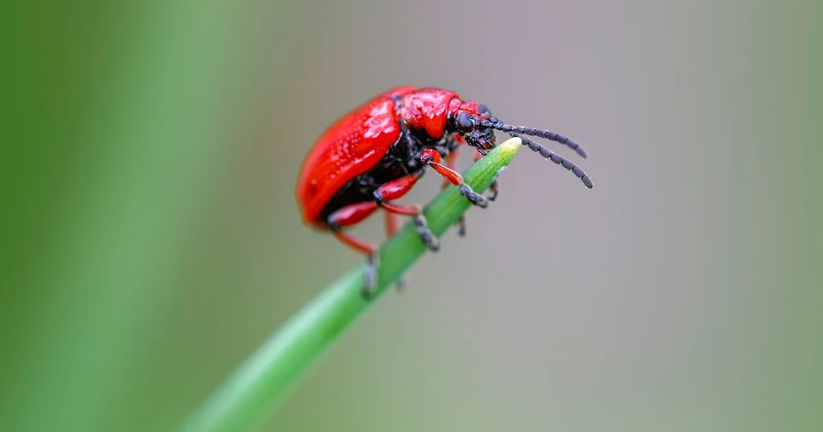 natural pest control garden