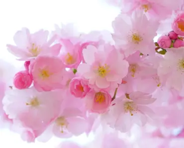 5 Essential Japanese Gardening Tools for an Easier Life