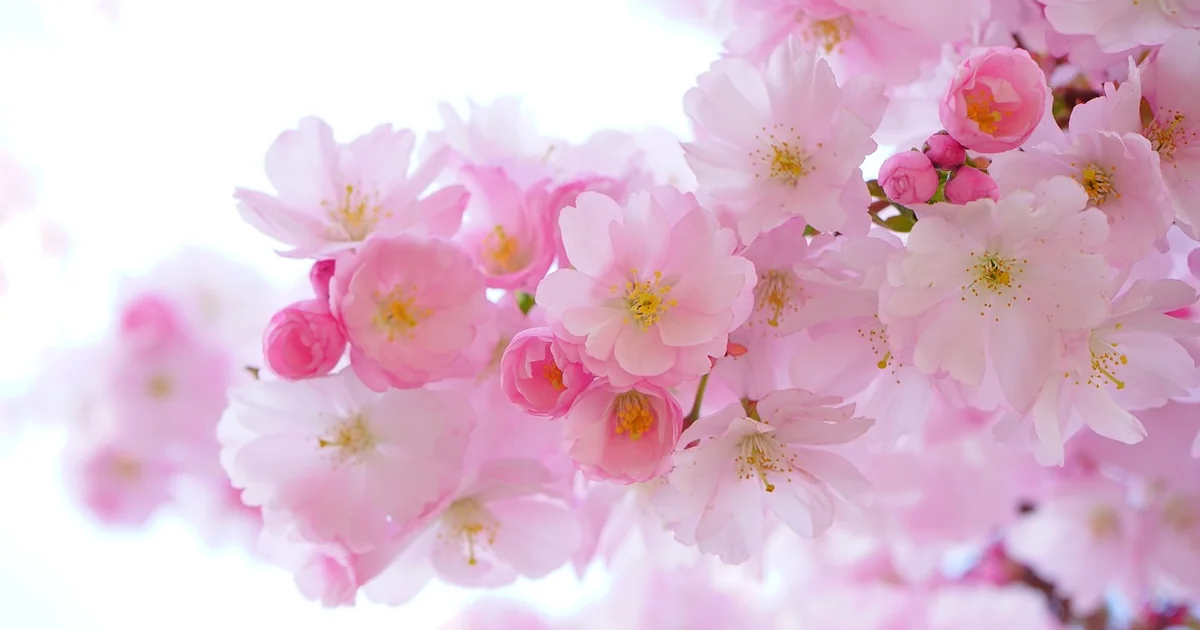japanese gardening tools