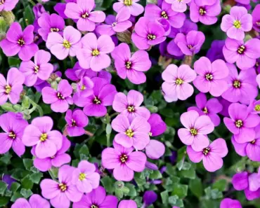 5 Overrated Perennials Should Skip This Spring, Gardener Says