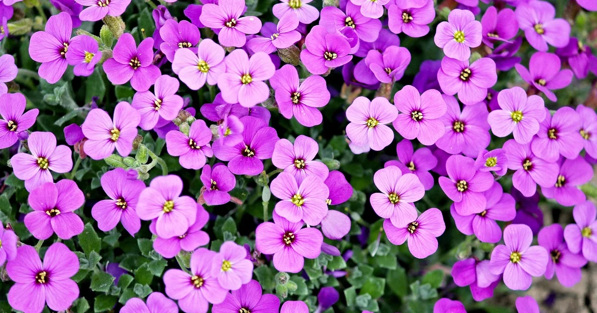 overrated perennials