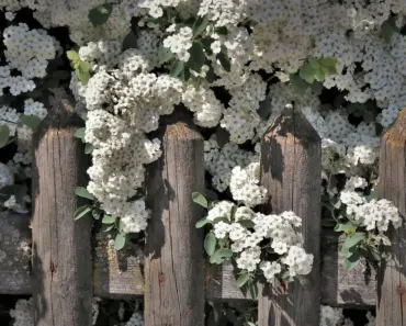 Want More Flowers? Prune These 7 Plants in May Want More Flowers? Prune These 7 Plants in May