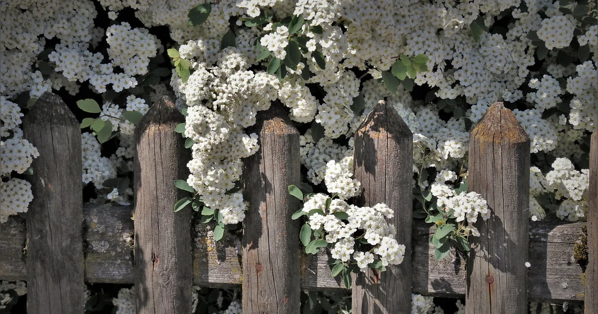 prune shrubs may